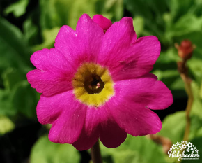Primula rosea ‘Grandiflora’