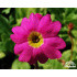 Primula rosea ‘Grandiflora’