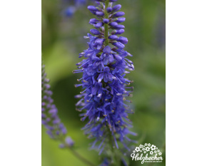 Veronica longifolia ‘Blue’