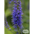 Veronica longifolia ‘Blue’