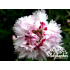 Dianthus ‘Ine’