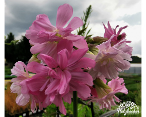 Saponaria officinalis ‘Plena’