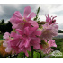 Saponaria officinalis ‘Plena’