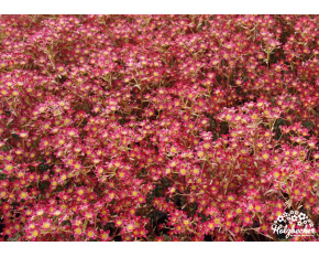 Saxifraga ‘Jaromir’