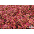 Saxifraga ‘Jaromir’