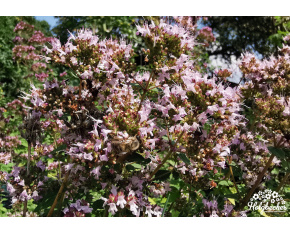 Origanum vulgare