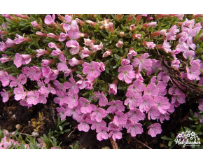 Dianthus myrtinervius caespitosus