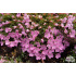 Dianthus myrtinervius caespitosus