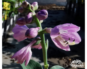 Hosta ‘Blue Mouse Ears’