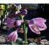 Hosta ‘Blue Mouse Ears’