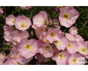 Oenothera speciosa ‘Siskiyou Pink’