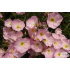 Oenothera speciosa ‘Siskiyou Pink’