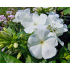 Phlox paniculata ‘Flame White’