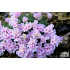 Armeria juniperifolia ‘Lelekovice’