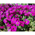 Aubrieta ‘Audrey Red’