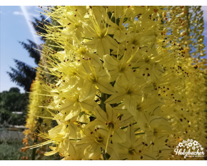 Eremurus stenophyllus