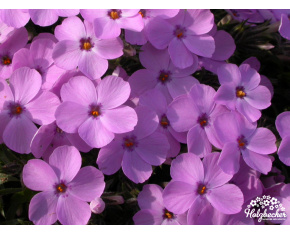 Phlox douglasii ‘Dolní Pěna’