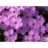 Phlox douglasii ‘Dolní Pěna’