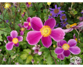 Anemone hupehensis var. japonica ‘Splendens’