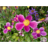 Anemone hupehensis var. japonica ‘Splendens’