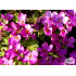 Arabis caucasica ‘Pinkie’