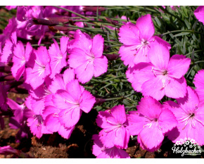 Dianthus ‘La Bourboule’