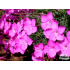 Dianthus ‘La Bourboule’