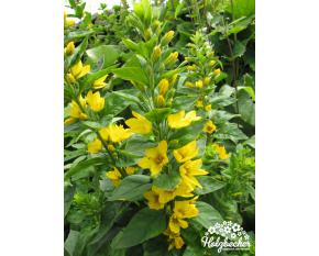 Lysimachia punctata