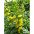 Lysimachia punctata