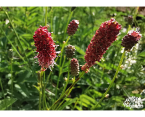 Sanguisorba officinalis ‘Pink Tanna’