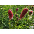 Sanguisorba officinalis ‘Pink Tanna’