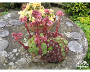 Sempervivum sp.