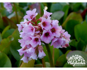 Bergenia cordifolia