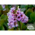 Bergenia cordifolia