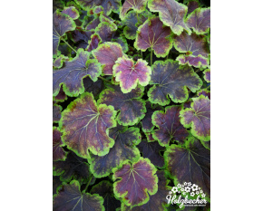 Heucherella ‘Solar Eclipse’