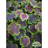 Heucherella ‘Solar Eclipse’