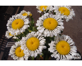 Leucanthemum x superbum ‘Lacrosse’