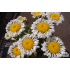 Leucanthemum x superbum ‘Lacrosse’