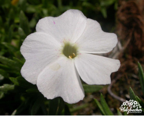 Phlox douglasii ‘White Admiral’