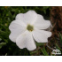 Phlox douglasii ‘White Admiral’