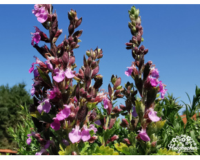 Teucrium chamaedrys