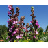 Teucrium chamaedrys