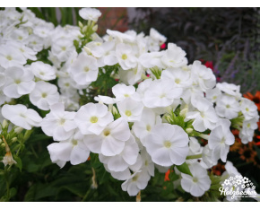 Phlox paniculata ‘Younique White’
