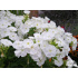 Phlox paniculata ‘Younique White’