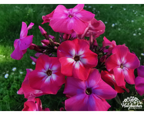 Phlox paniculata ‘Flame Light Pink’
