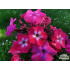 Phlox paniculata ‘Flame Light Pink’