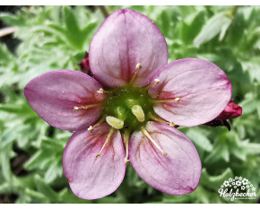 Saxifraga x arendsii ‘Silver Cushion’