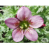 Saxifraga x arendsii ‘Silver Cushion’