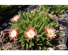 Delosperma ‘Jewel of Desert Ruby’