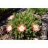 Delosperma ‘Jewel of Desert Ruby’